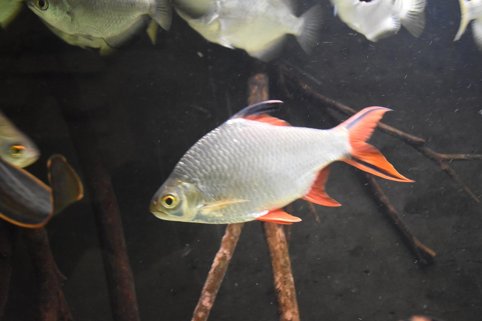 Barbus cínový (Barbonymus schwanefeldii) — strieborný jedinec s oranžovou chvostovou plutvou, ktorá má pozdĺž oboch lalokov výrazný čierny pruh