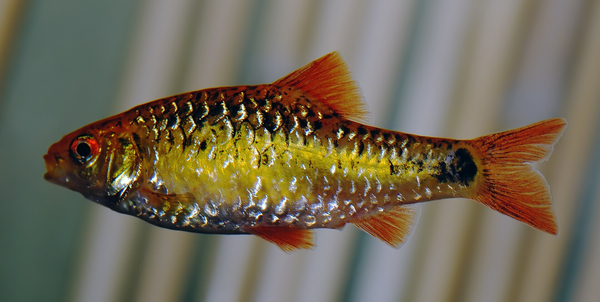 Barbus zlatý (schuberti) (Barbodes semifasciolatus)