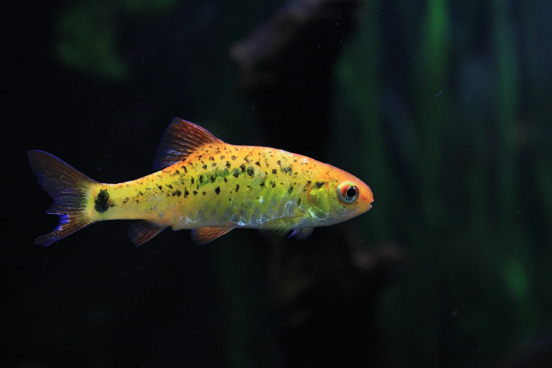 Barbus zlatý (Barbodes semifasciolatus) — jedinec zlatej chovateľskej formy z boku, tmavé pozadie