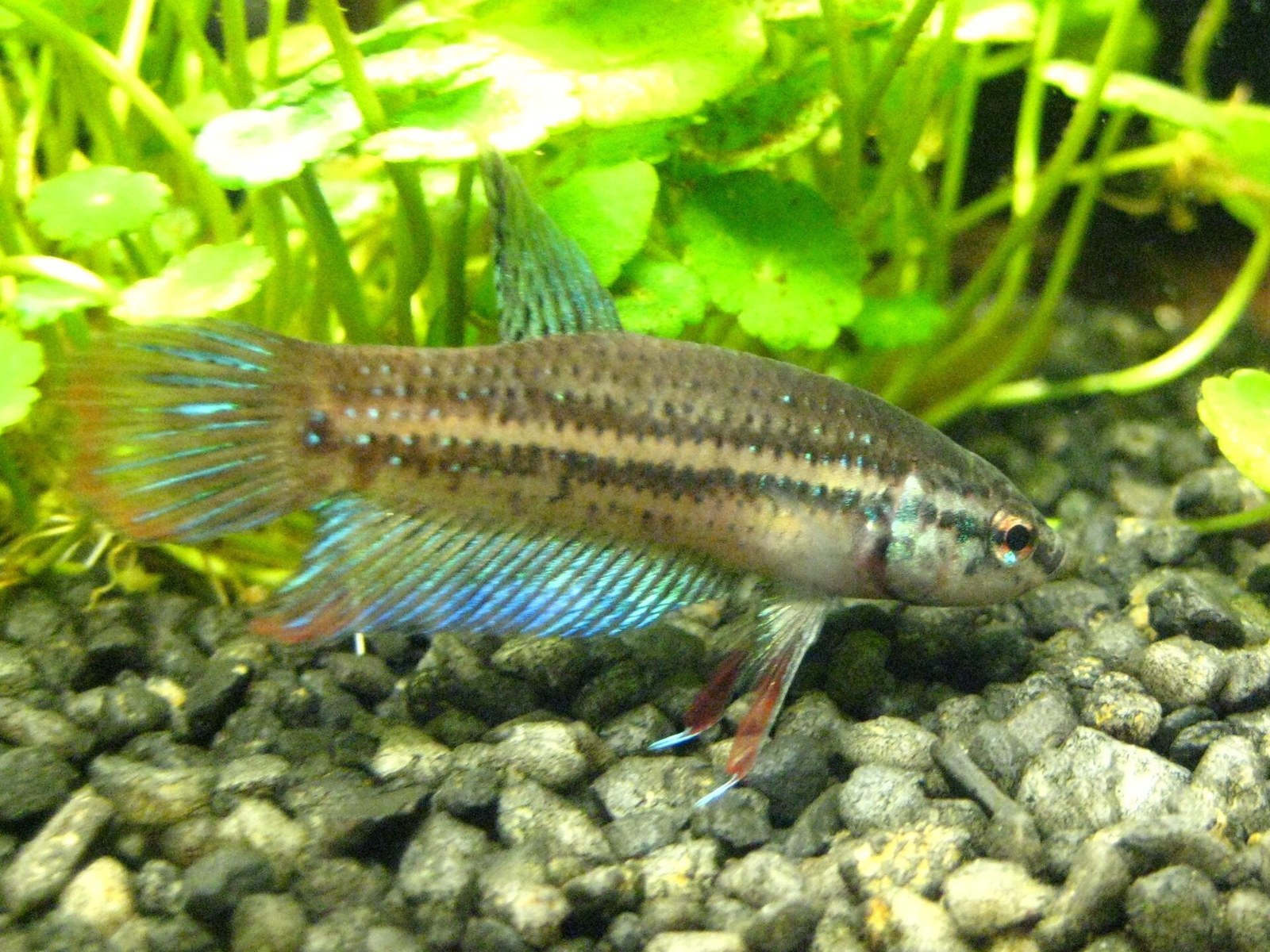 Bojovnica mierumilovná (Betta imbellis)