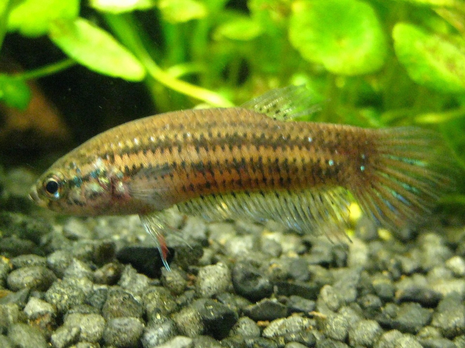 Bojovnica mierumilovná (Betta imbellis) — samec v zarastenom akváriu, náznak červeného lemu na plutvách