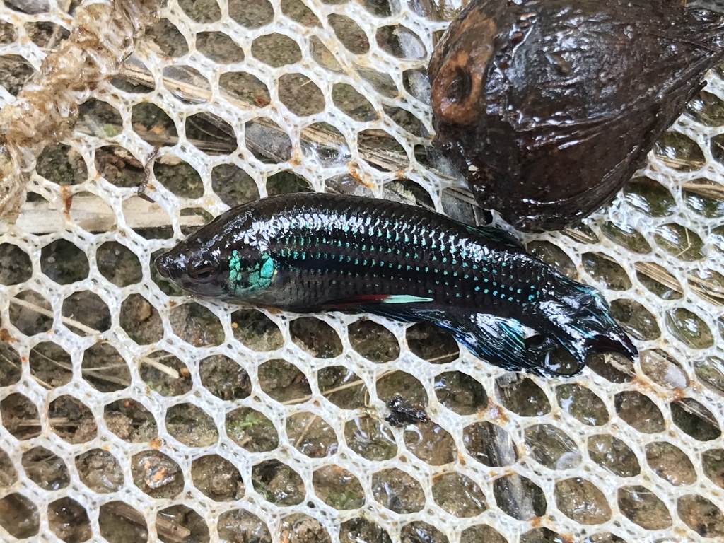 Bojovnica mierumilovná (Betta imbellis) — divoký jedinec ulovený v biotope, výrazné smaragdové spanglovanie