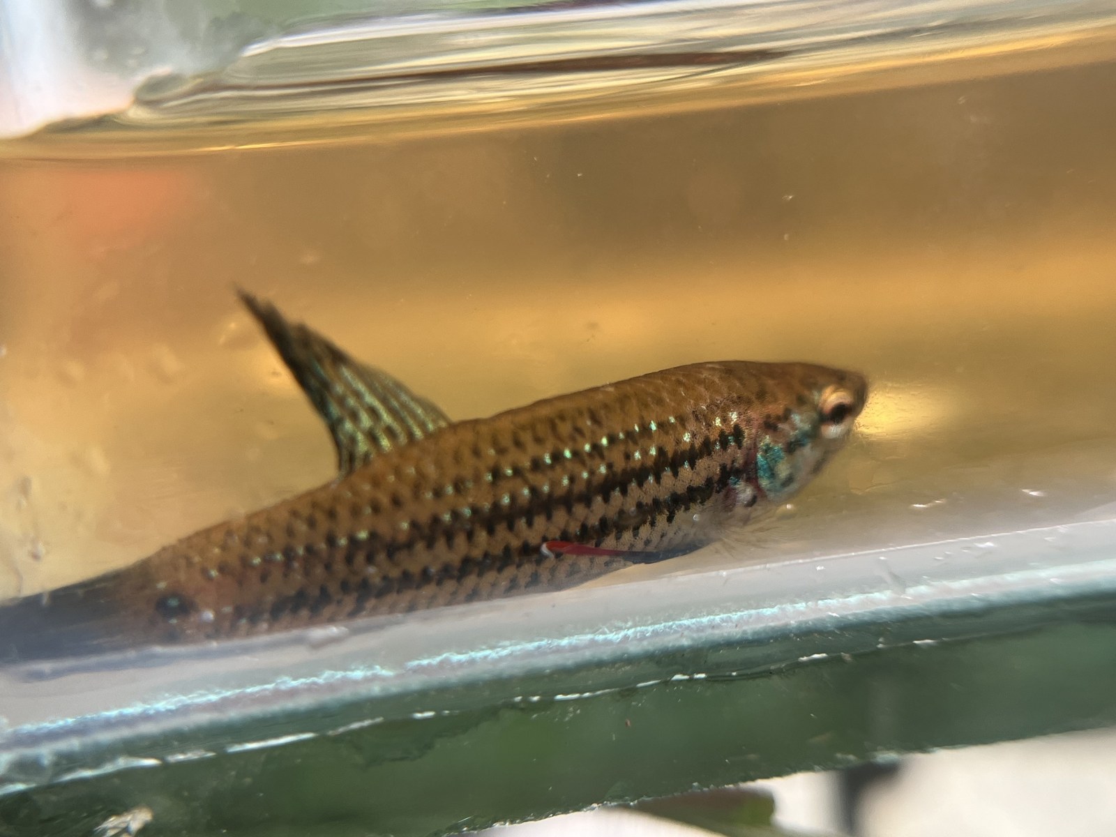 Bojovnica mierumilovná (Betta imbellis) — pohľad zblízka pri hladine