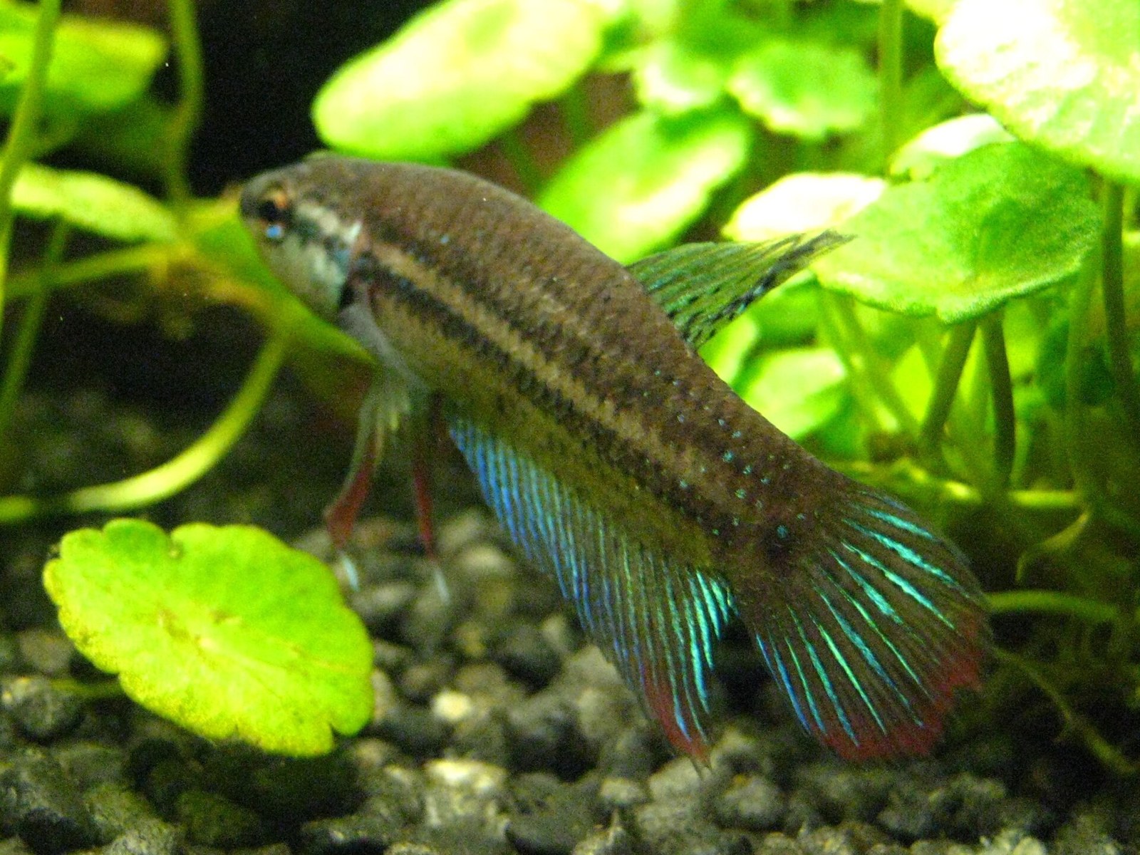 Bojovnica mierumilovná (Betta imbellis) — detail chvostovej plutvy s modrozeleným leskom a červeným lemom