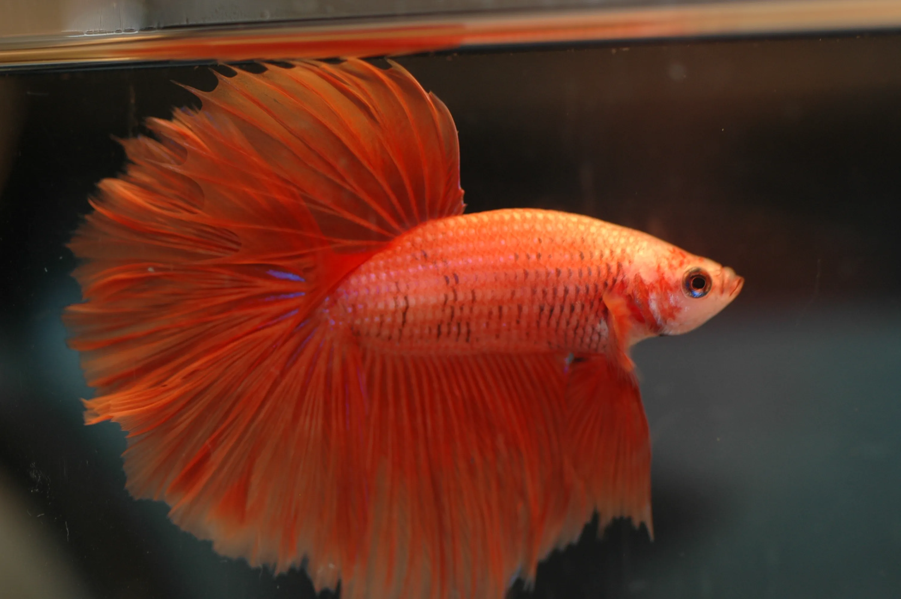 Betta splendens (siamská bojovnica)