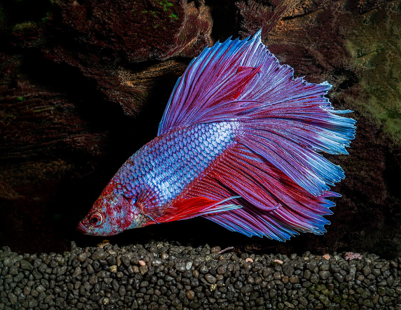 Betta splendens v akváriovom chove