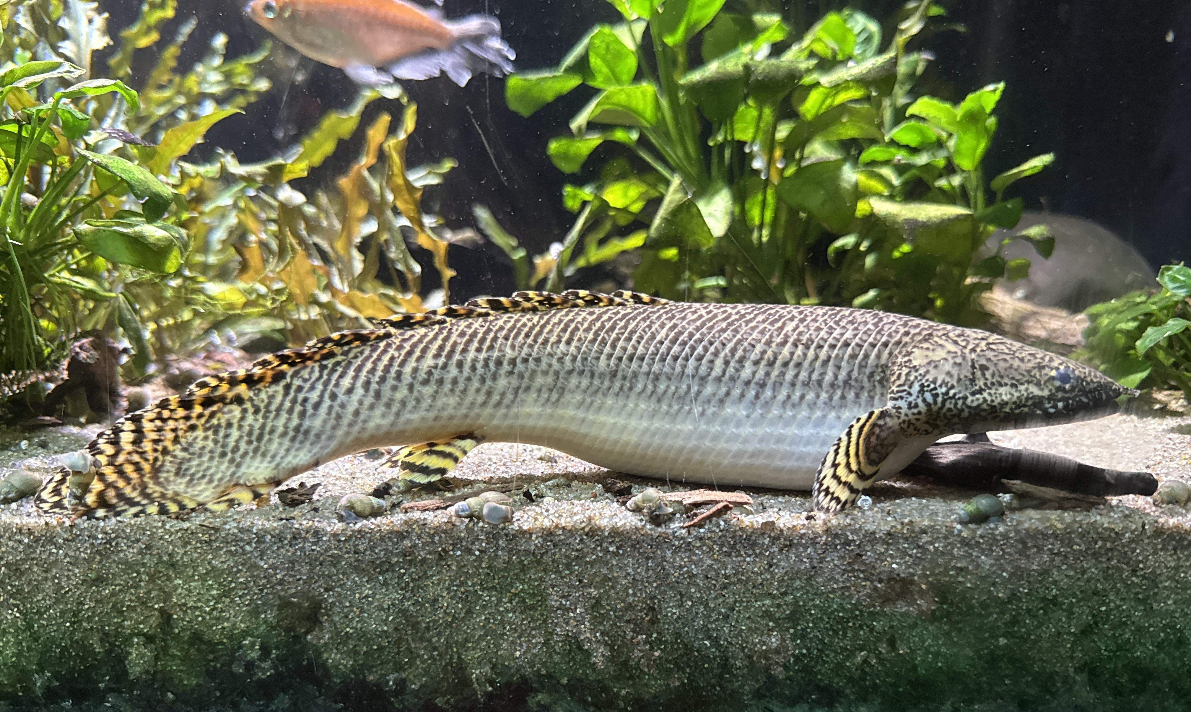Bichir zdobený