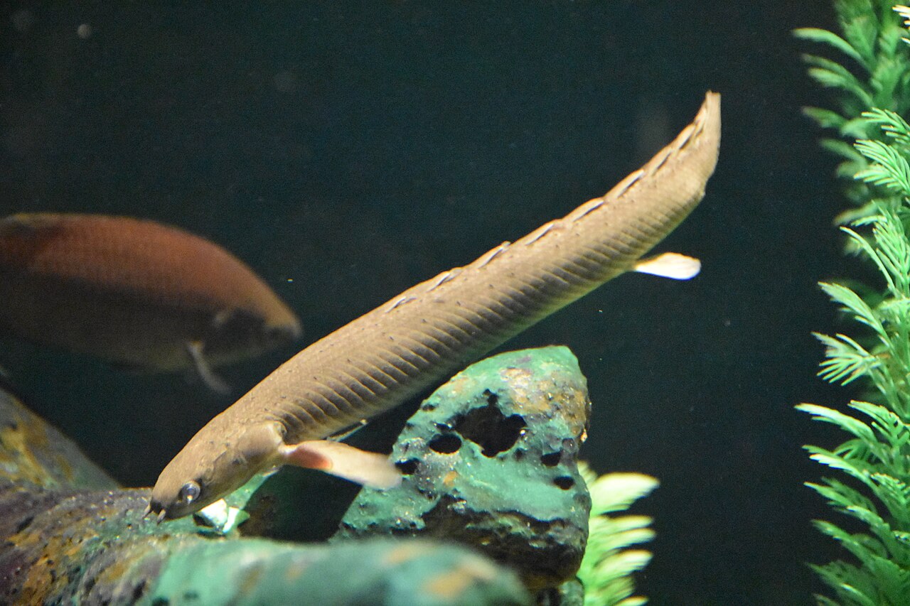 Bichir senegalský pláva nad kameňom, viditeľný rad chrbtových plutvičiek a prsná plutva; v pozadí iná ryba