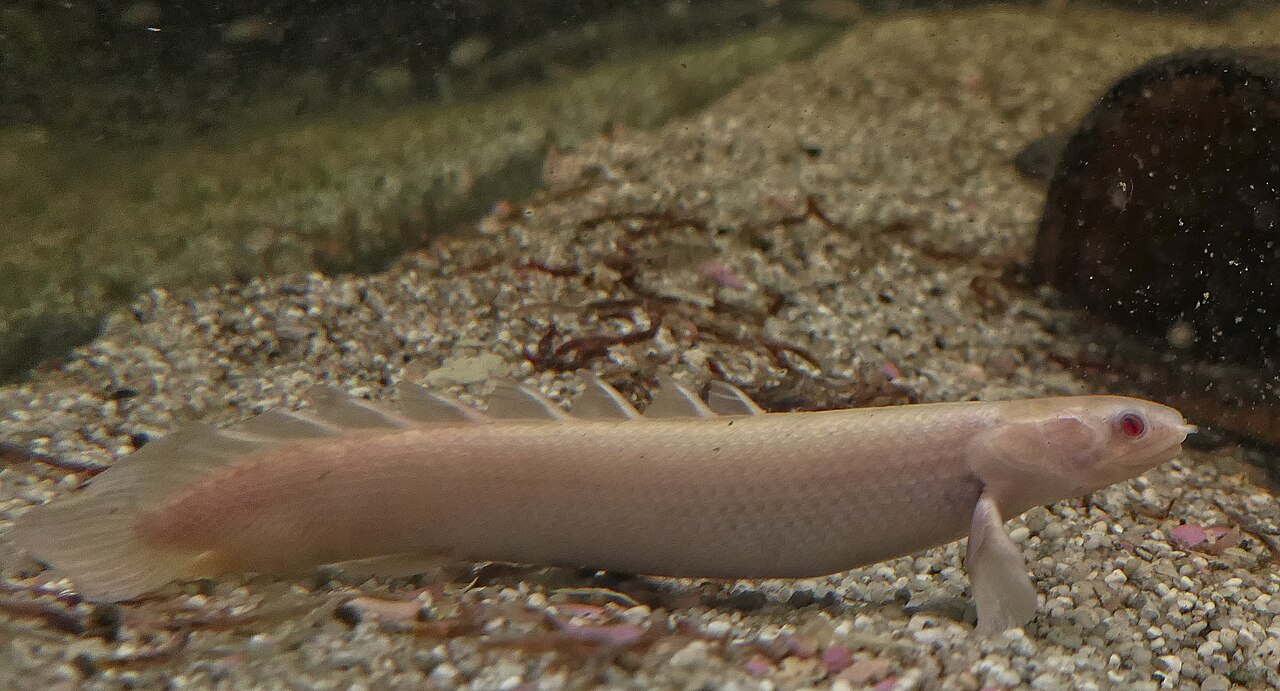 Albinotický bichir senegalský v celom bočnom pohľade na jemnom piesku, viditeľných osem chrbtových plutvičiek