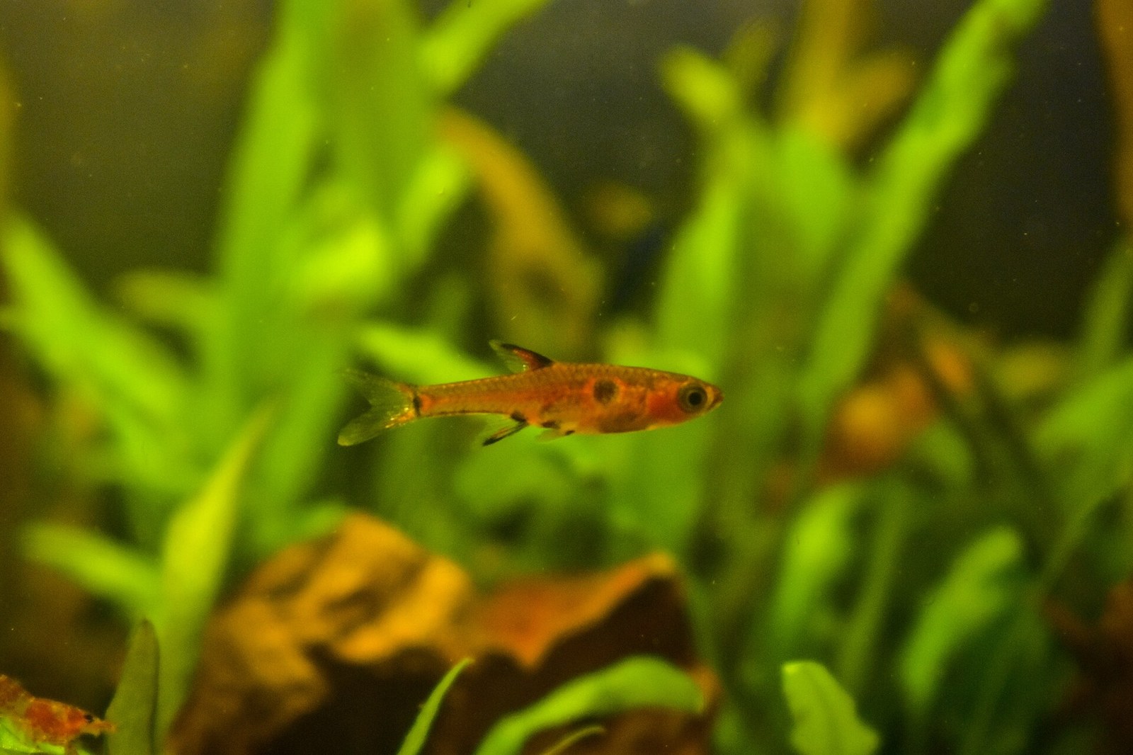 Rasbora trpasličia bodkovaná (Boraras maculatus)