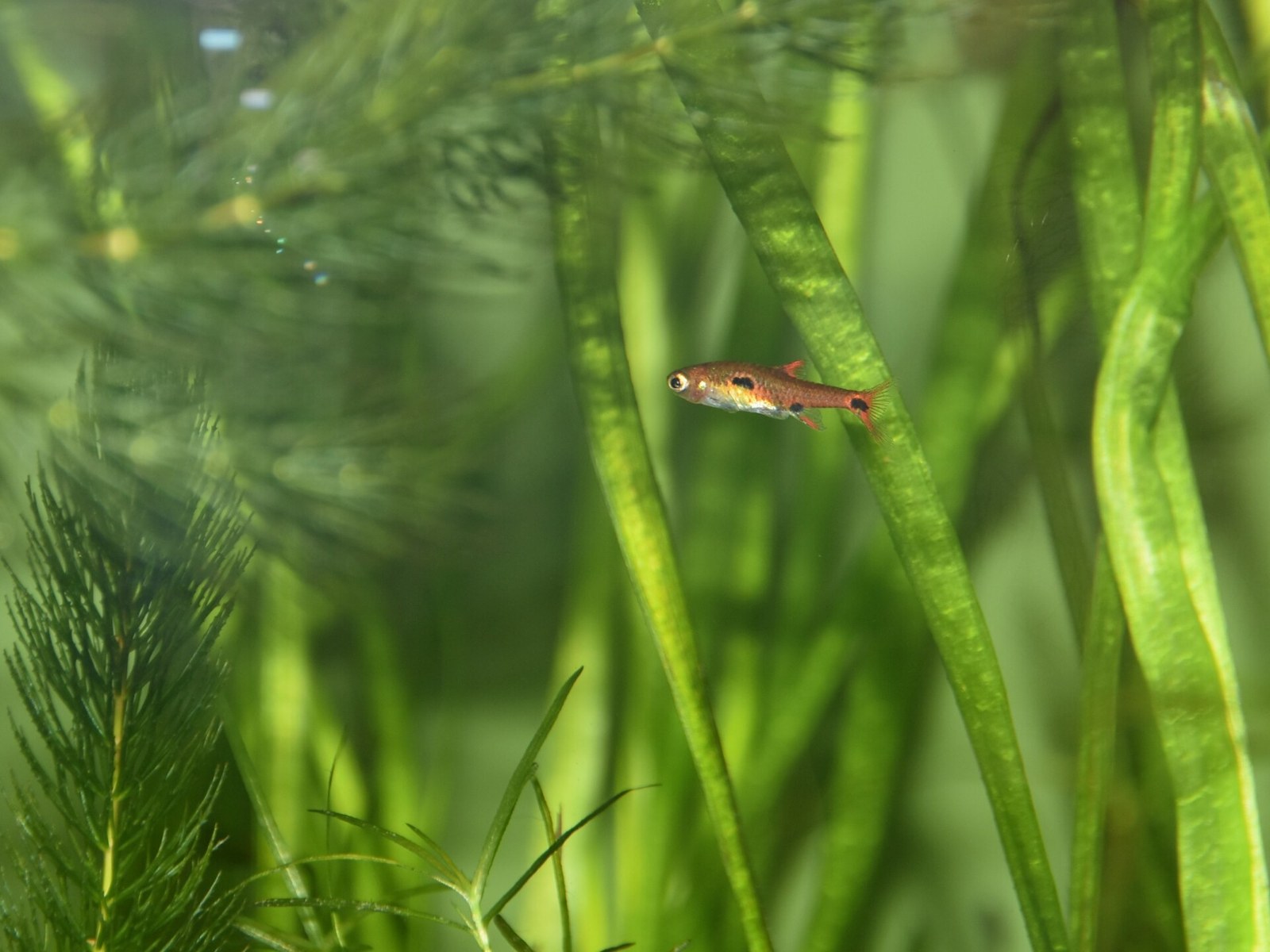 Rasbora trpasličia bodkovaná (Boraras maculatus) — bočný pohľad na sfarbenie medzi rastlinami