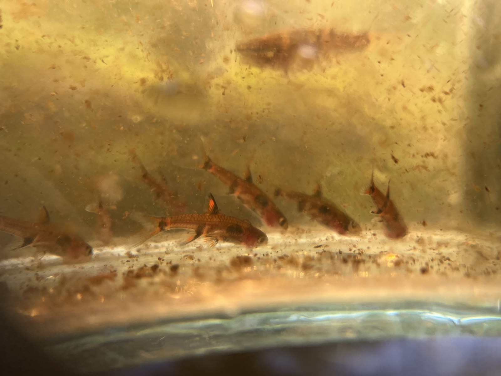 Rasbora trpasličia bodkovaná (Boraras maculatus) — skupina rybiek