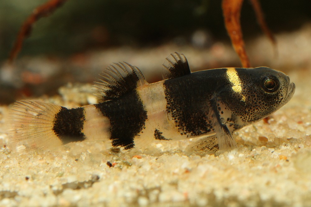 Hlaváč čmeliakový (bumblebee goby) (Brachygobius doriae)