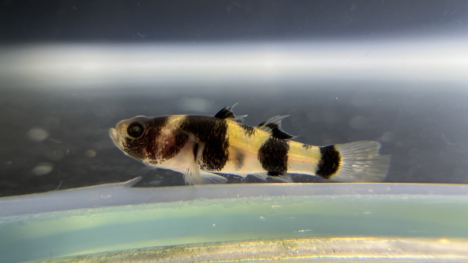 Hlaváč čmeliakový (Brachygobius doriae) so sýto žltým podkladom a čiernymi páskami tesne pod hladinou