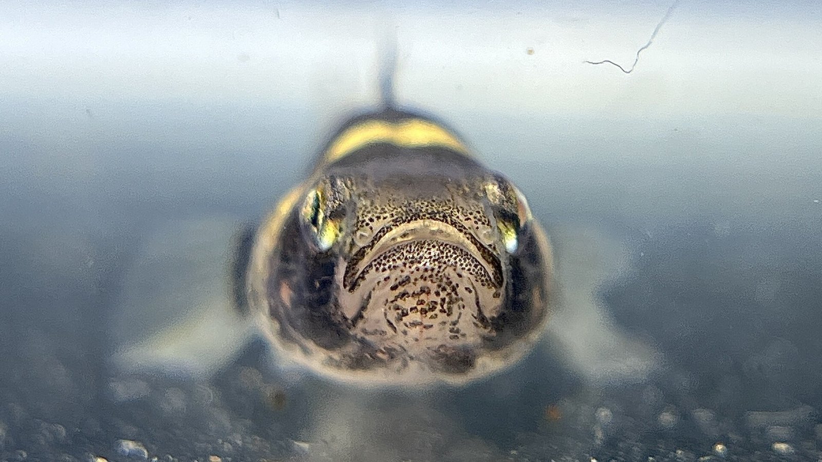 Čelný pohľad na hlavu hlaváča čmeliakového (Brachygobius doriae) so žltou páskou na temene a vysoko posadenými očami