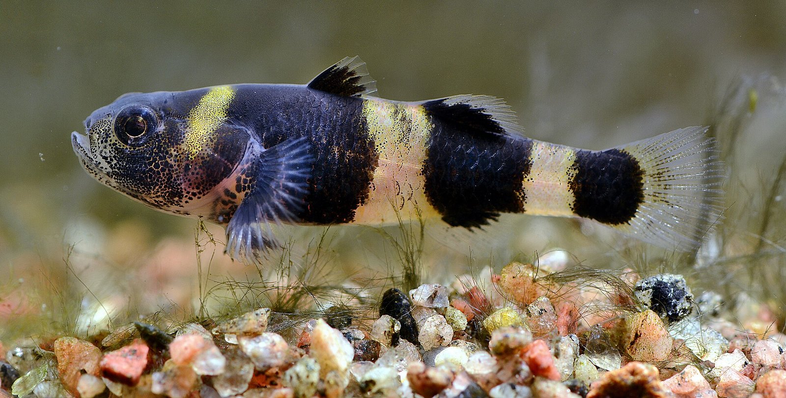 Hlaváč čmeliakový (Brachygobius doriae) z boku — čierne priečne pruhy na žltom podklade, dnová póza nad štrkom