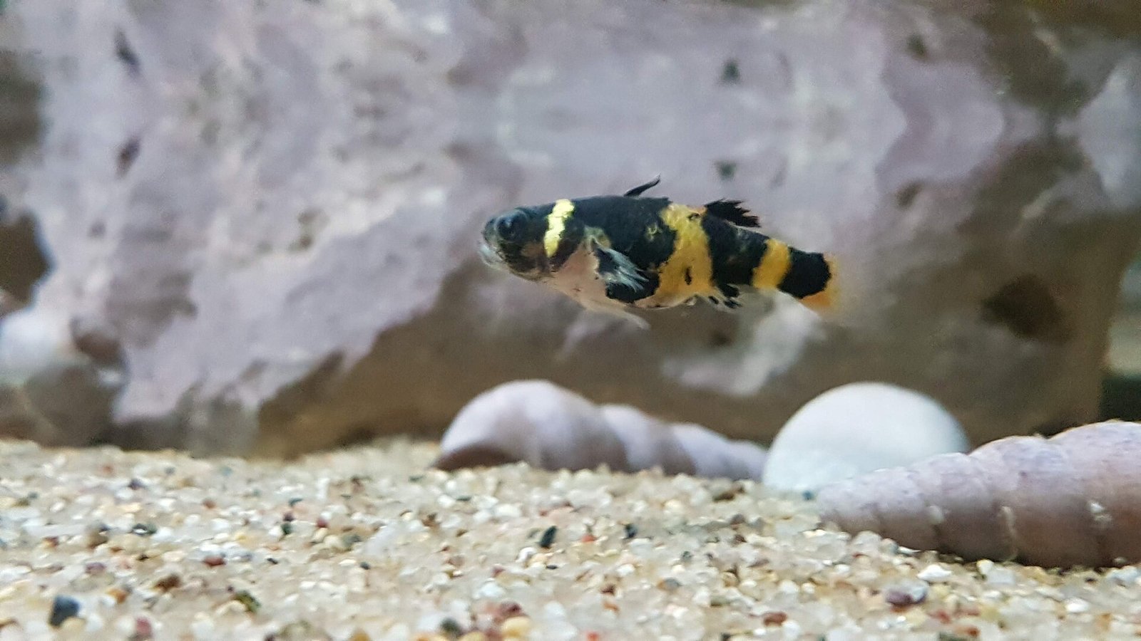 Hlaváč čmeliakový (Brachygobius doriae) nad svetlým pieskom v akváriu s kameňmi