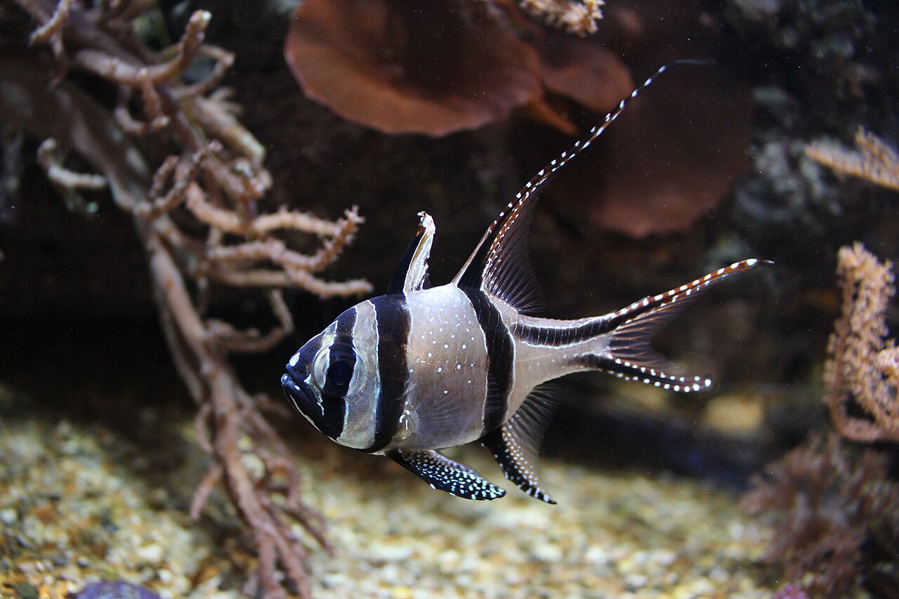 Kardinálka banggajská (Pterapogon kauderni) — fotografia z prírodného habitatu