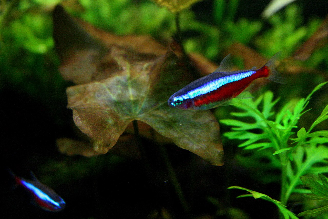 Foto 6
