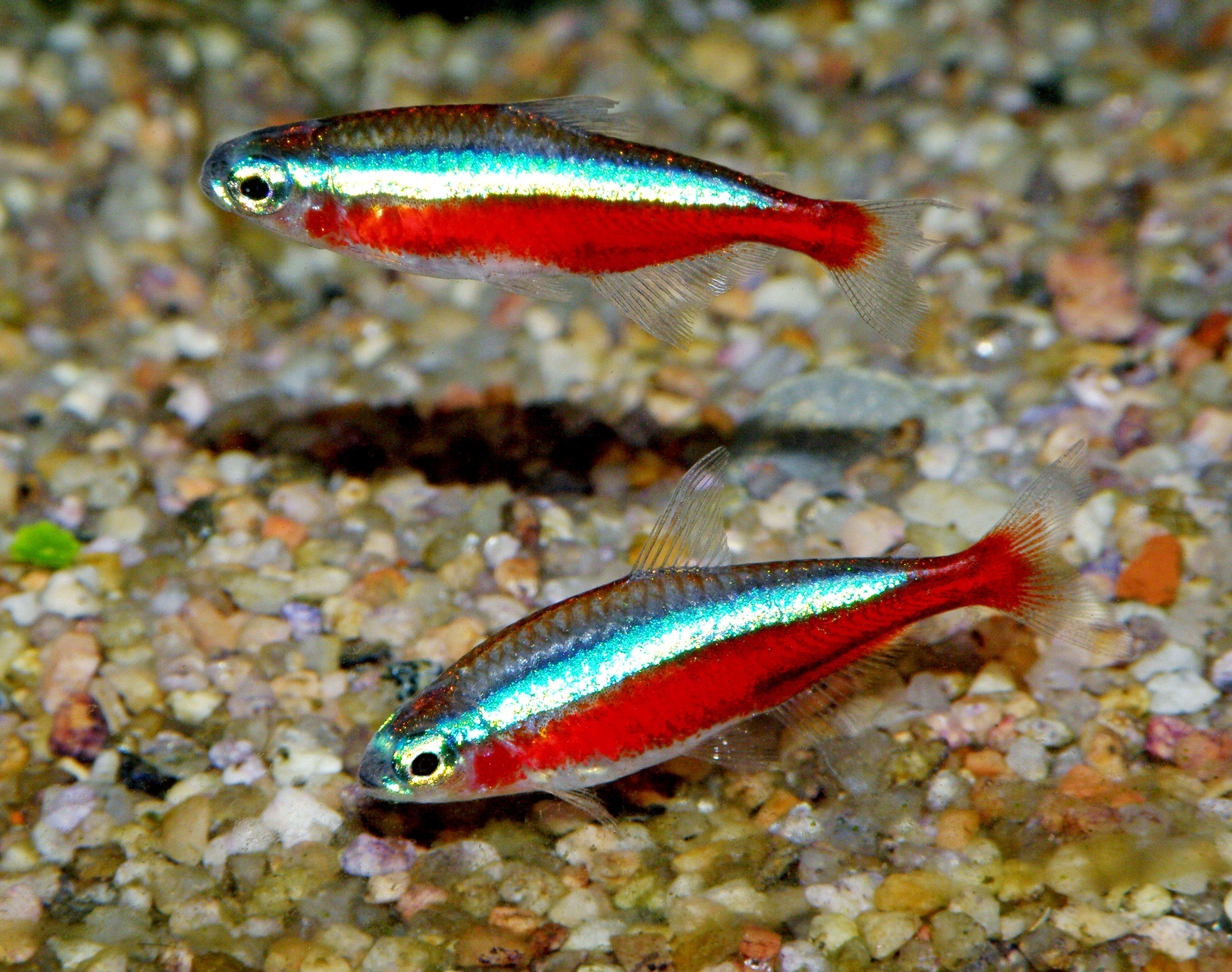 Tetra kardinál