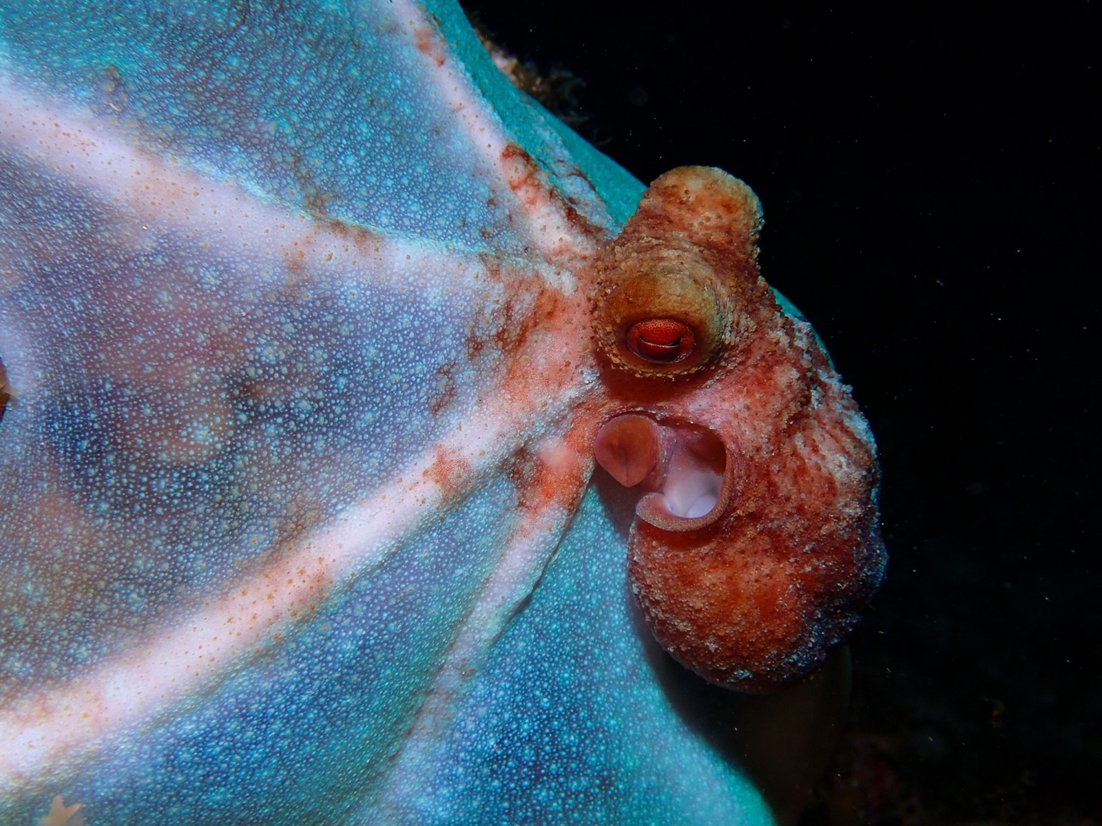 Chobotnica koralová (Octopus briareus)