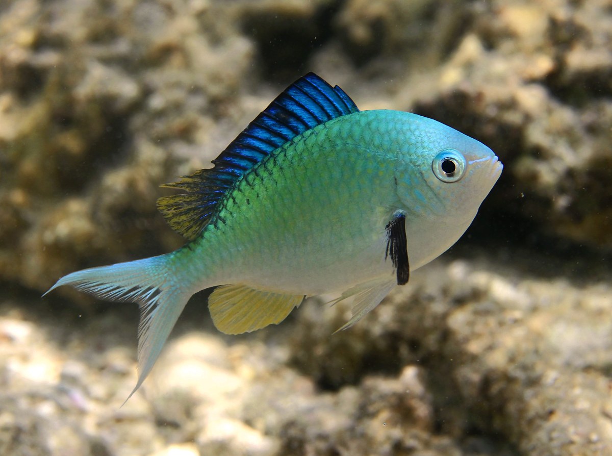 Chromis zelený