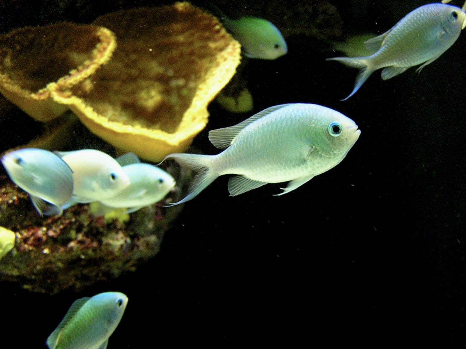 Skupina chromisa zeleného v morskom akváriu