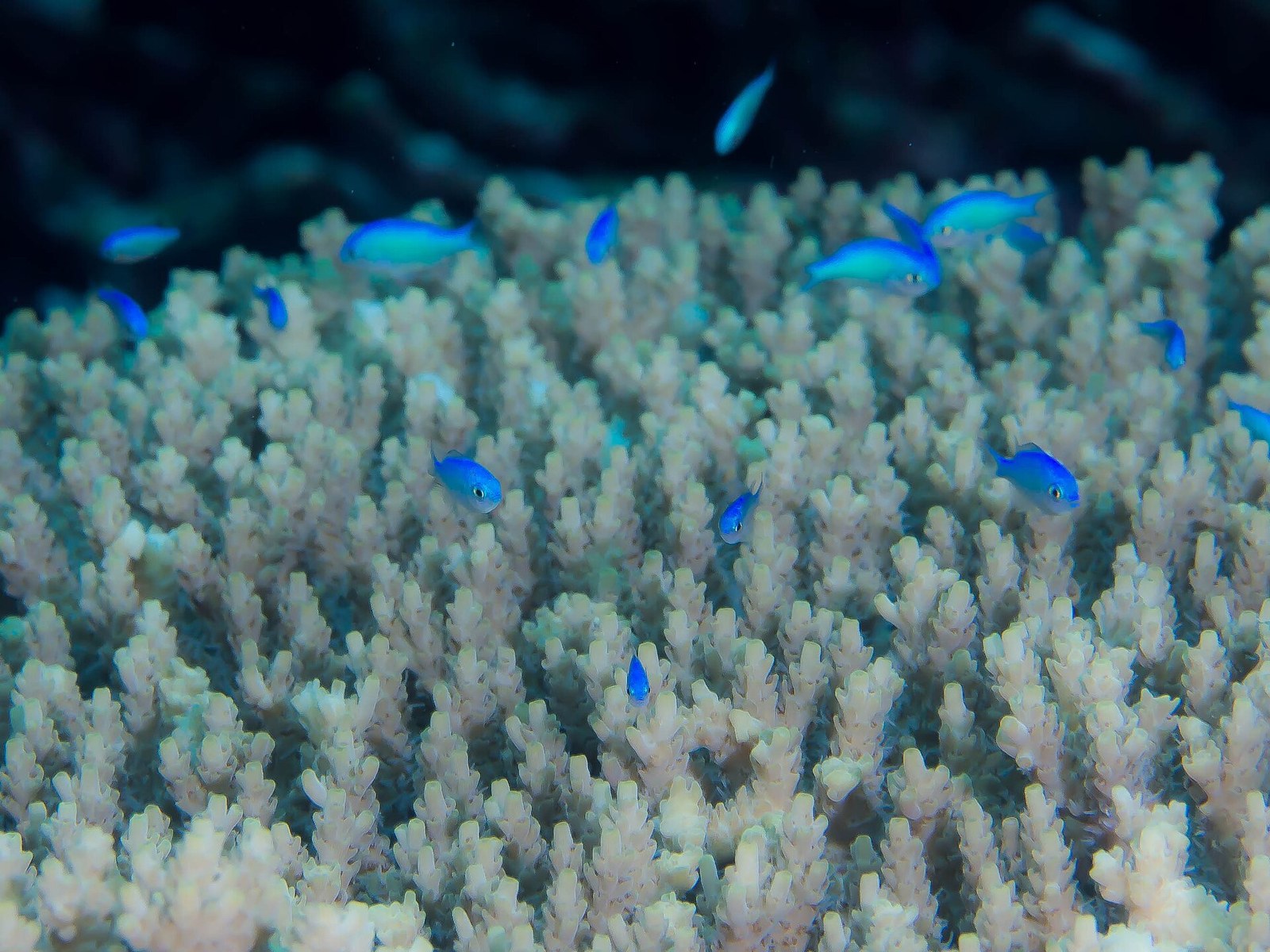 Modrozelené chromisy nad rozkonáreným koralom Acropora
