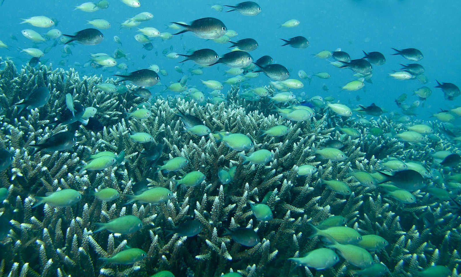 Veľký húf chromisa zeleného nad koralovým útesom (Acropora)