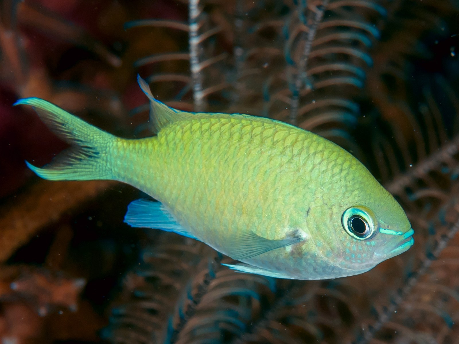 Detail jedinca chromisa zeleného so žltozeleným telom