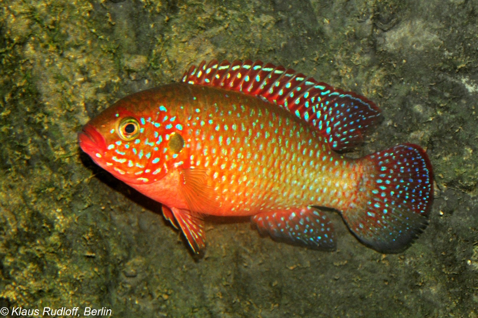 Cichlida klenotová (jewel cichlid) (Hemichromis bimaculatus)