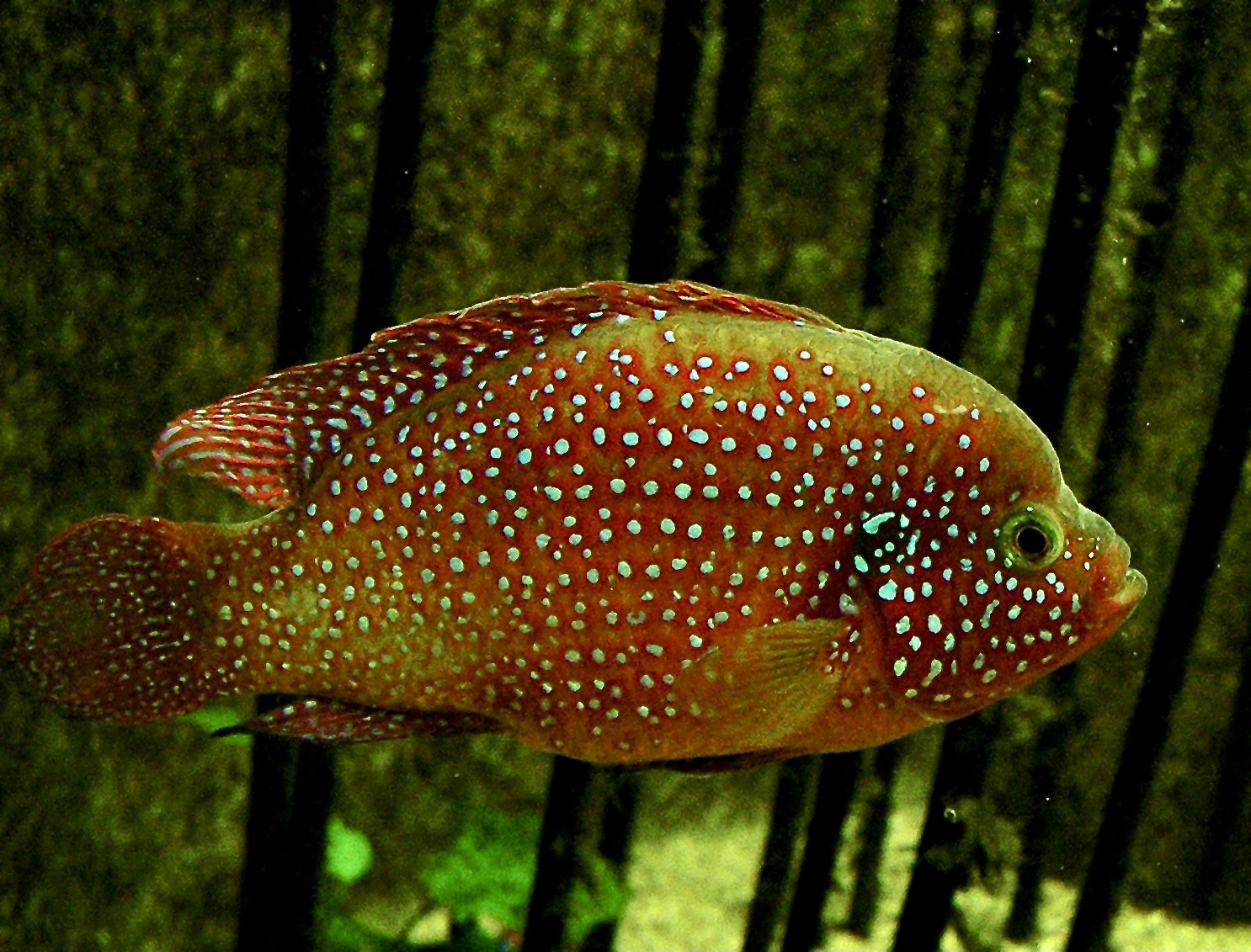 Cichlida klenotová (Hemichromis bimaculatus) — sfarbený dospelý jedinec v akváriu, bočný pohľad