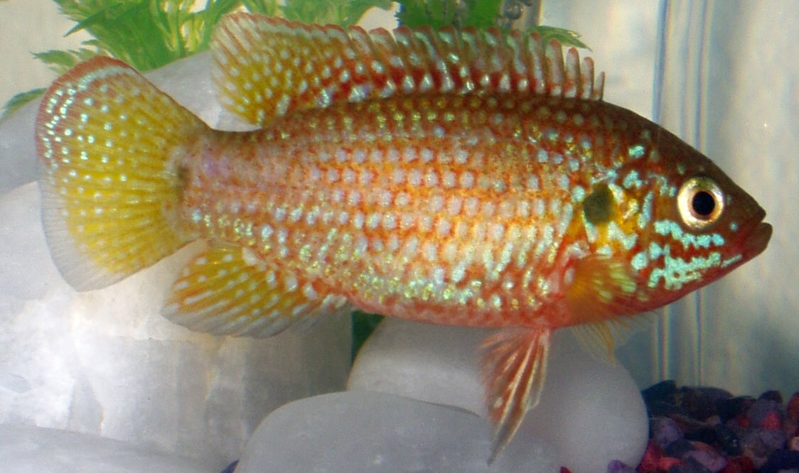 Cichlida klenotová (Hemichromis bimaculatus) — bočný pohľad na celé telo a plutvy v akváriu