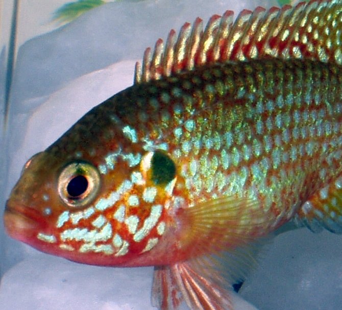 Cichlida klenotová (Hemichromis bimaculatus) — pohľad na hlavu a prednú časť tela