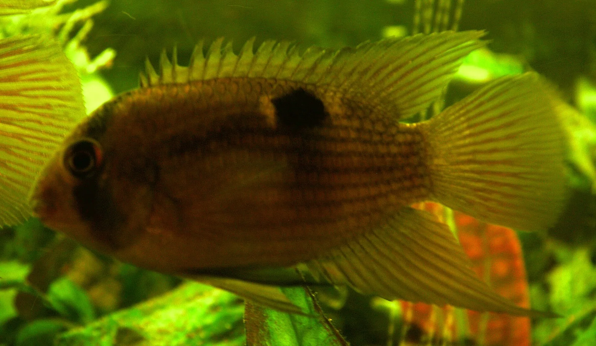 Cichlida keyhole (akara klinová)