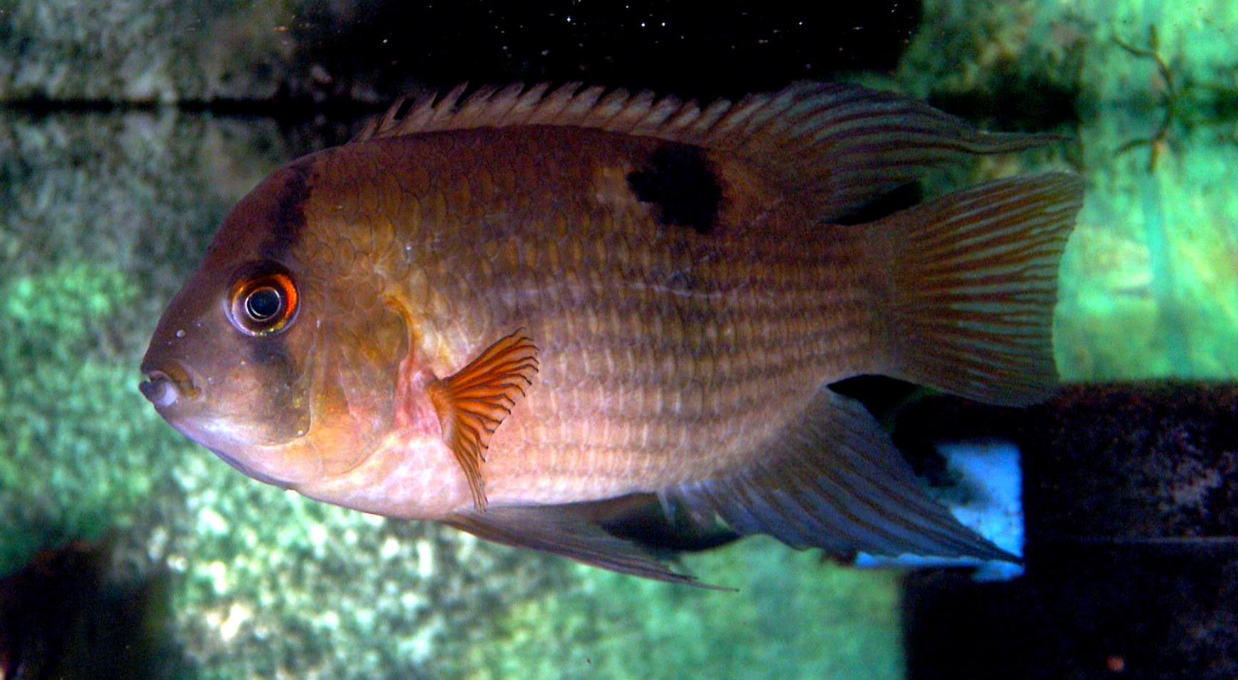 Cichlida keyhole (Cleithracara maronii) — bočný pohľad na sfarbenie a kľúčovú dierku na boku