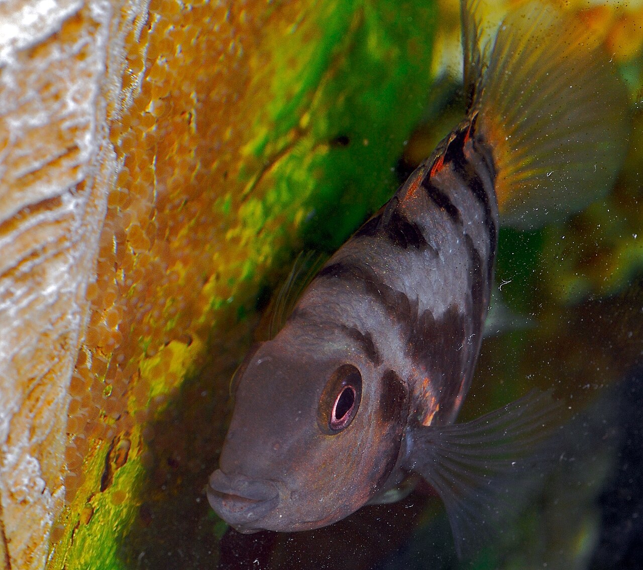 Foto 6