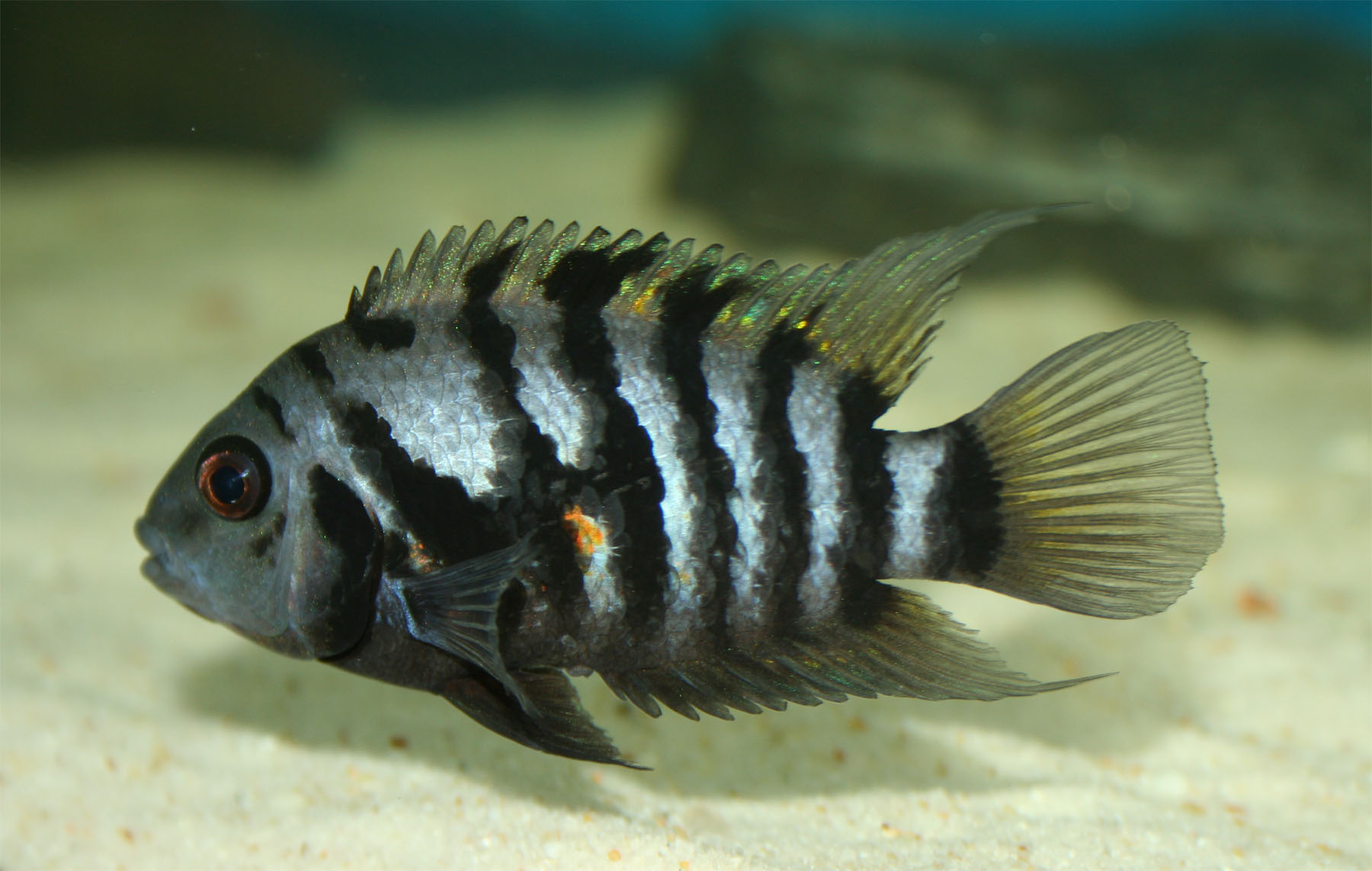 Cichlida convict