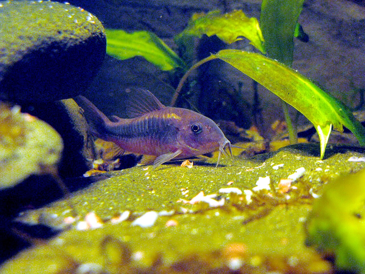 Foto 5