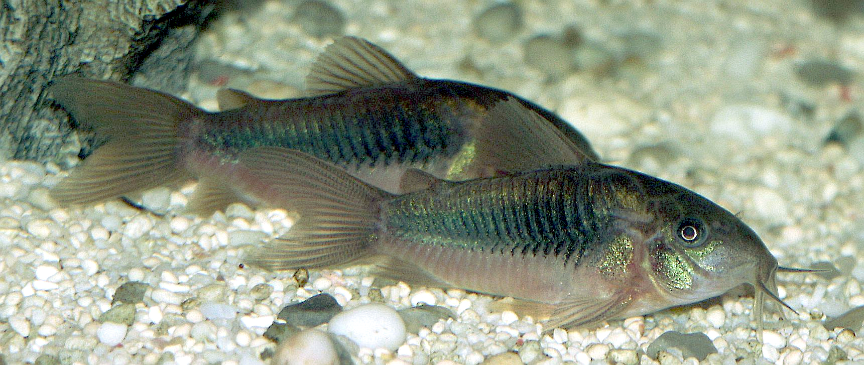 Coridora bronzová