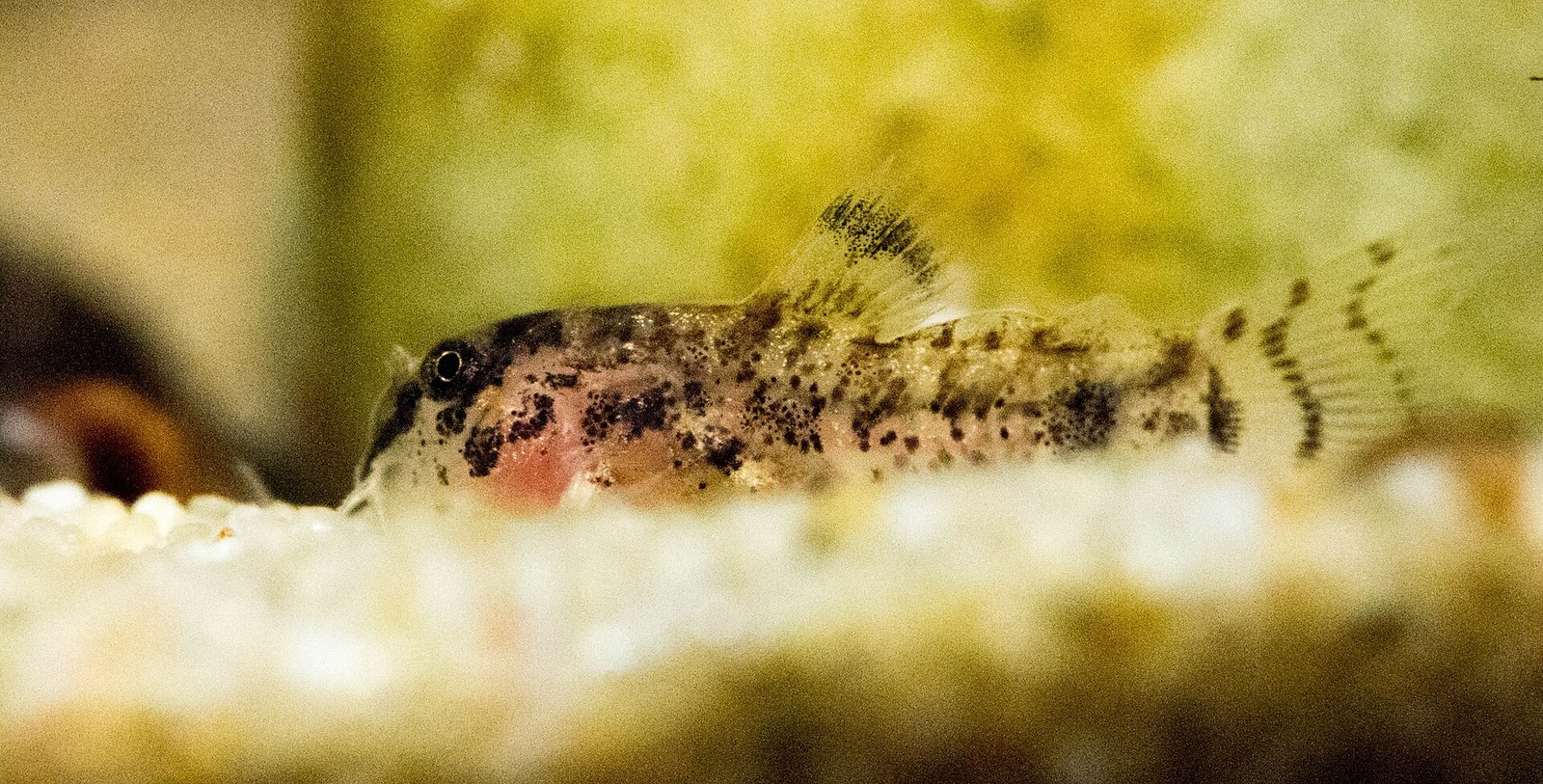 Pancierníček trpasličí (Corydoras habrosus) — bočný pohľad na telo so „soľ a korenie“ vzorom