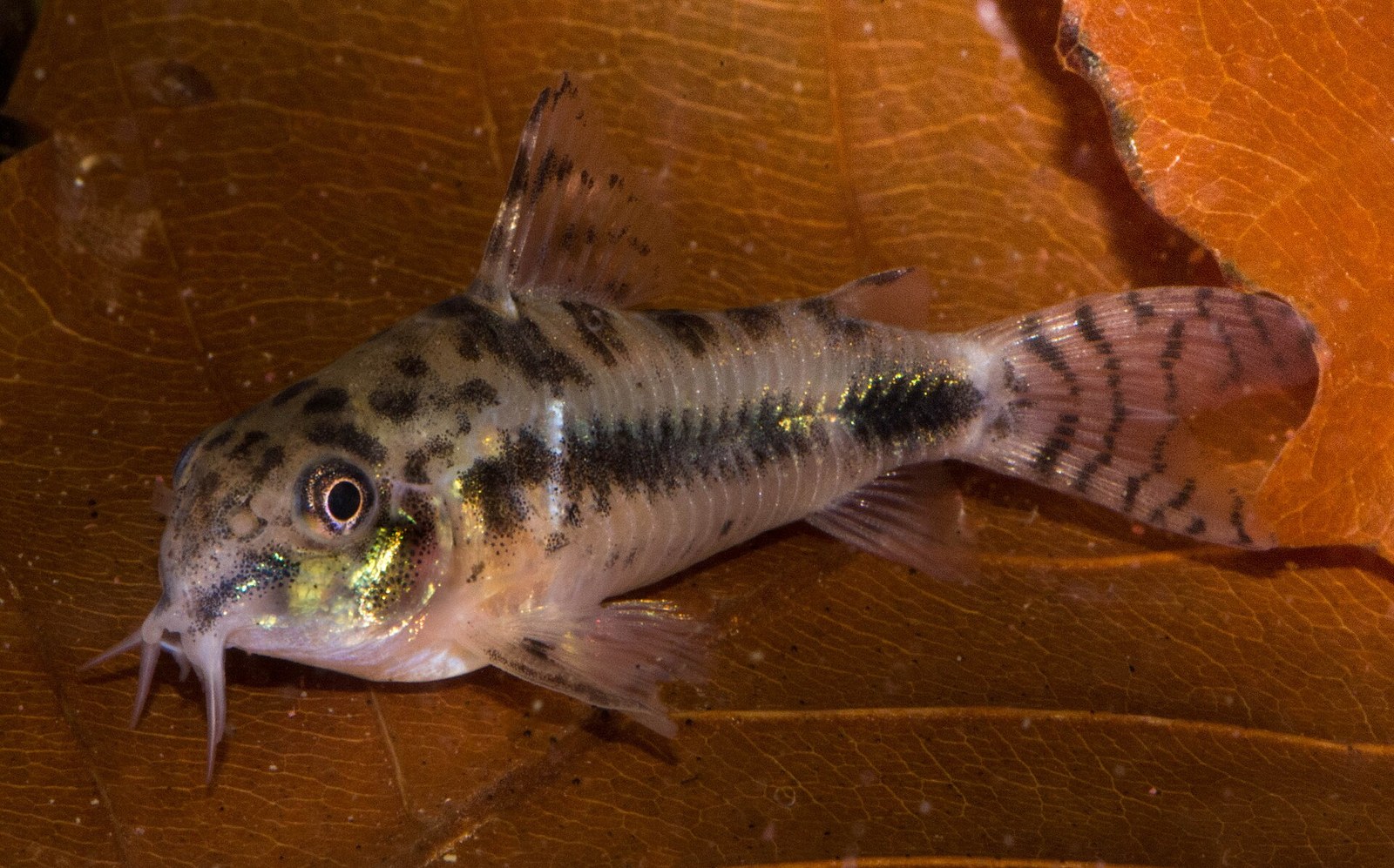 Pancierníček trpasličí (Corydoras habrosus) — celotelový bočný pohľad na oranžovom liste