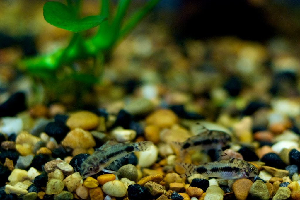 Tri pancierníčky trpasličie (Corydoras habrosus) na hrubom farebnom štrku