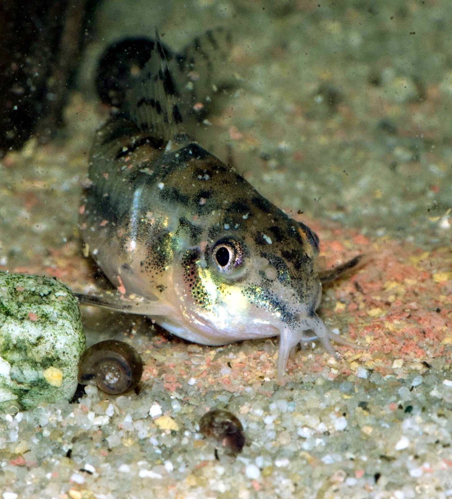 Pancierníček trpasličí (Corydoras habrosus) — detail hlavy s fúzmi na jemnom piesku