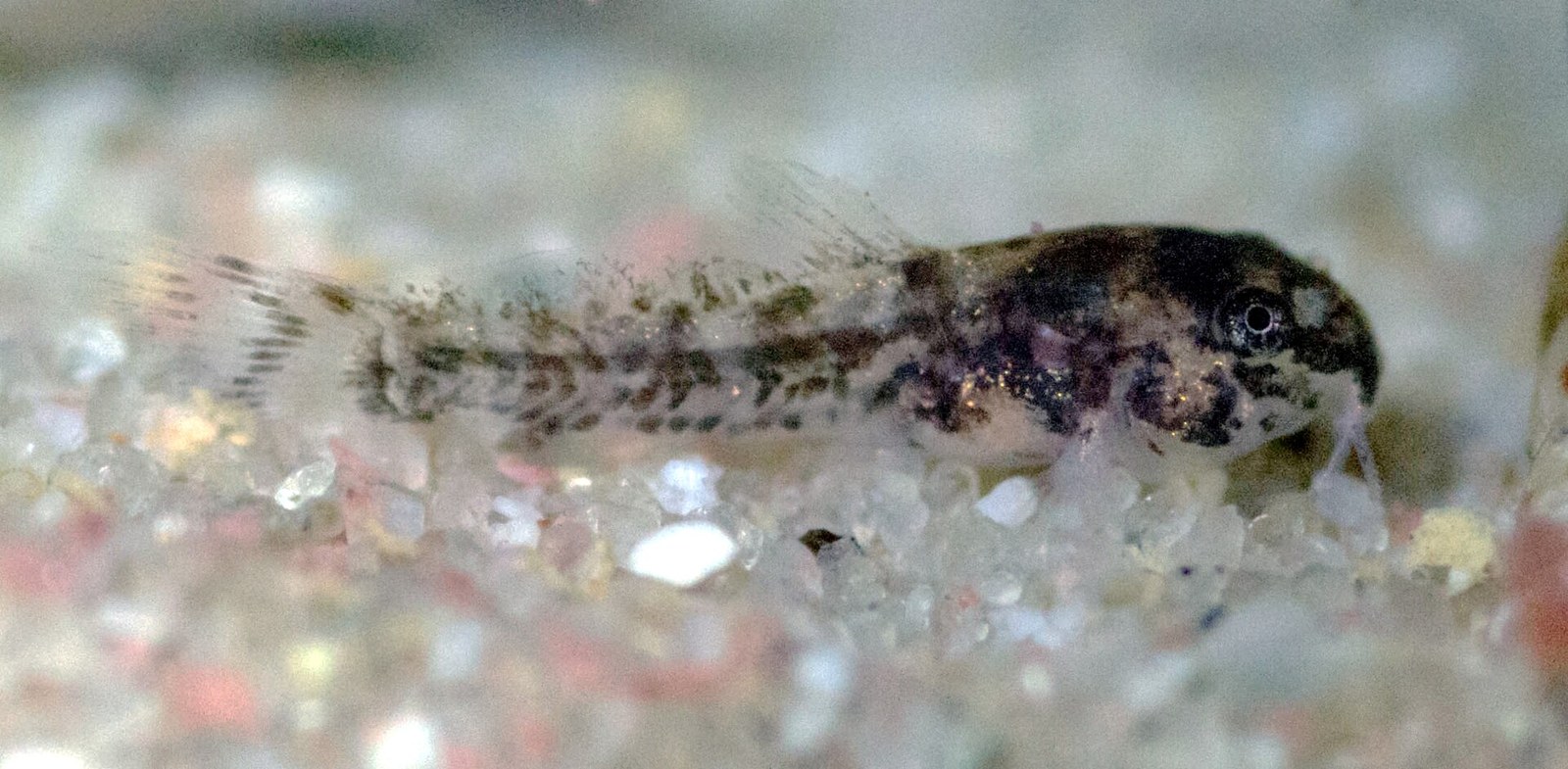 Mladý pancierníček trpasličí (Corydoras habrosus) na piesku, bočný pohľad