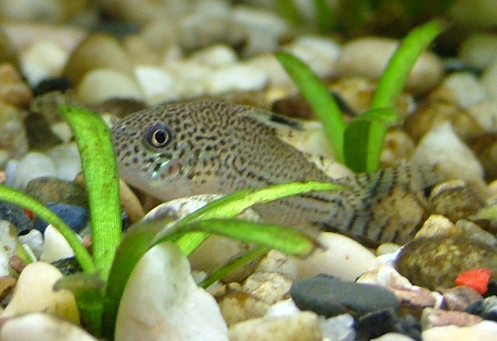 Coridora julii (pseudo)
