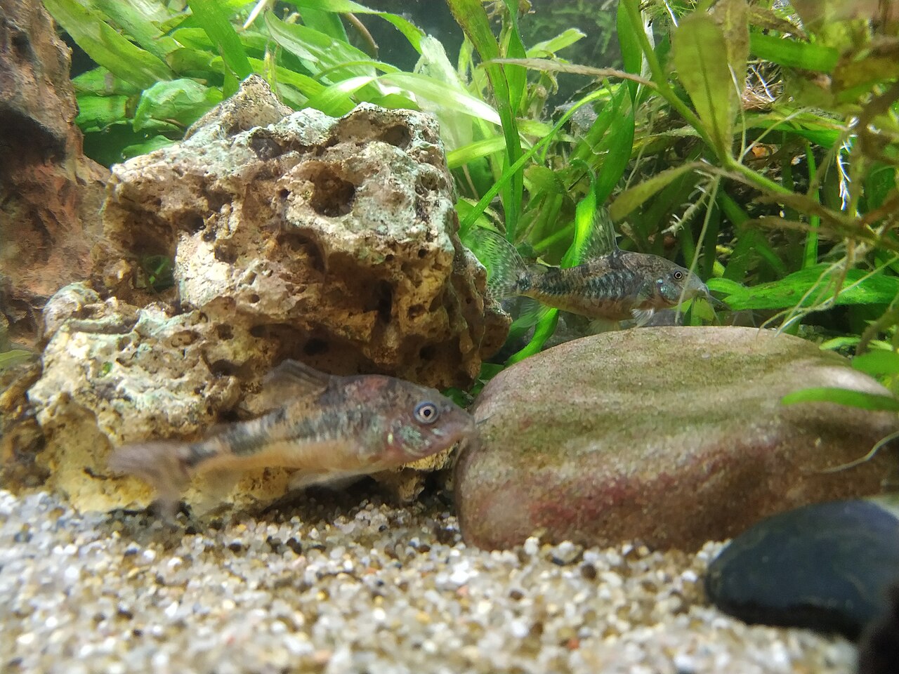 Foto 2