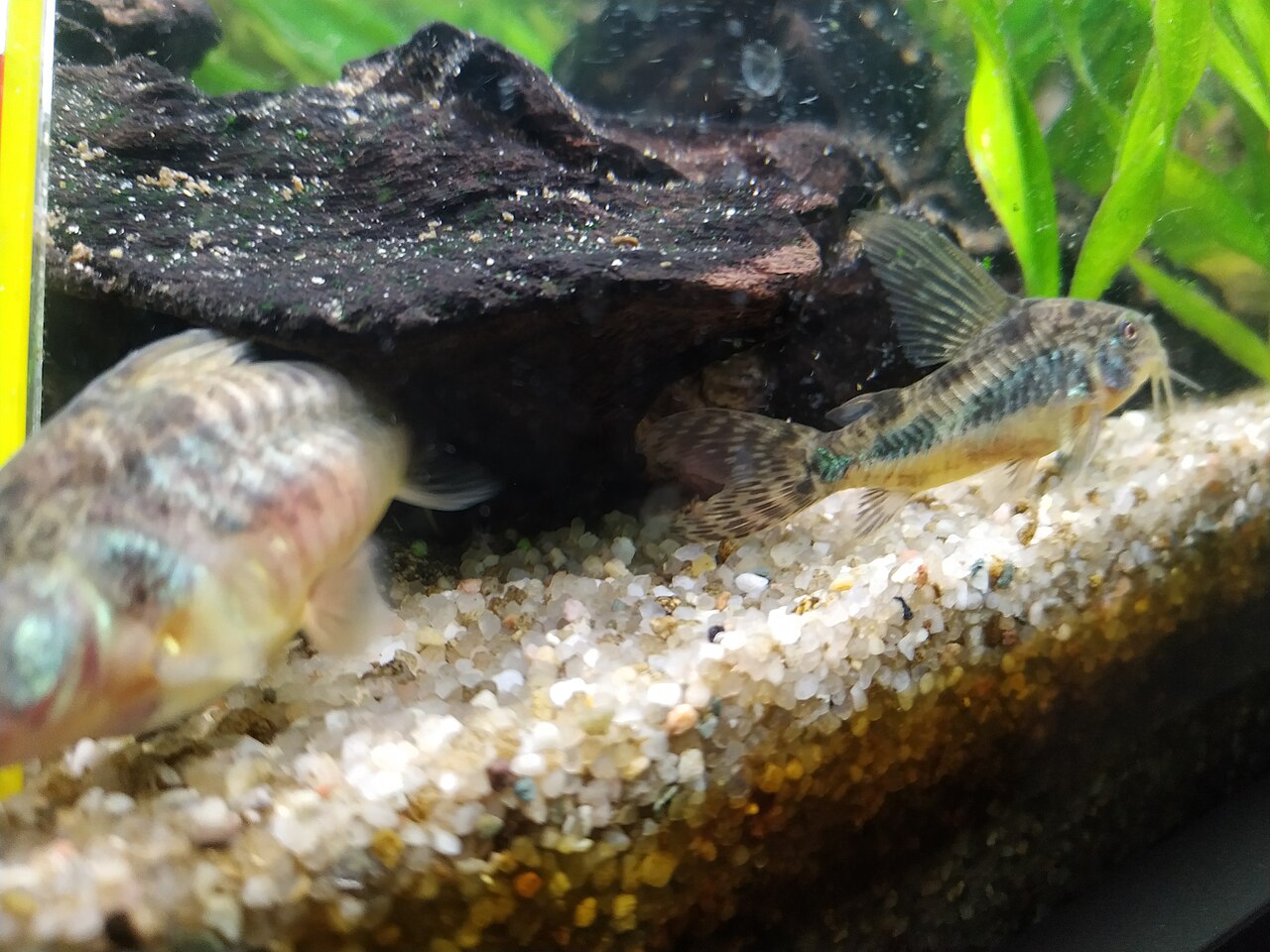 Foto 4