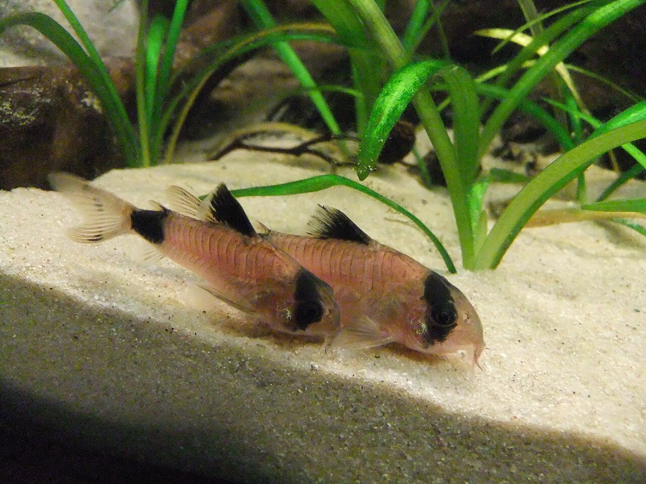 Foto 4