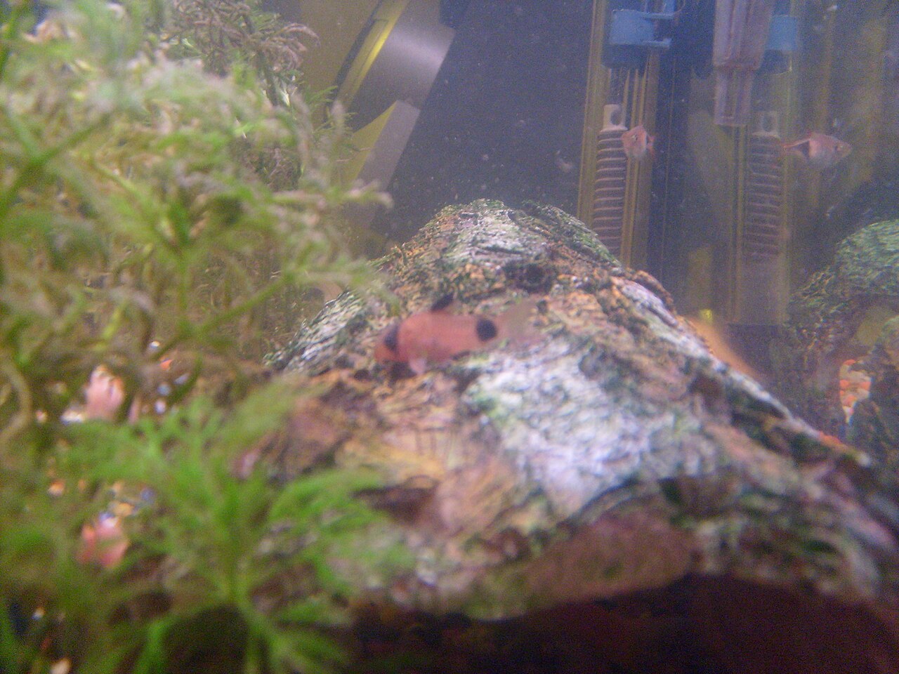 Foto 6